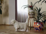Собаки, щенята Золотистий ретрівер, ціна 8000 Грн., Фото