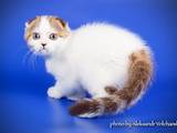 Кошки, котята Шотландская вислоухая, цена 8000 Грн., Фото
