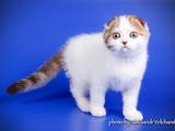 Кошки, котята Шотландская вислоухая, цена 8000 Грн., Фото