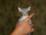 Кішки, кошенята Донський сфінкс, ціна 1500 Грн., Фото
