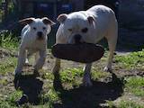 Собаки, щенята Американський бульдог, ціна 5200 Грн., Фото