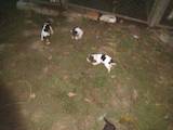 Собаки, щенята Російський хорт, ціна 2000 Грн., Фото