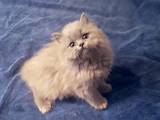 Кішки, кошенята Британська довгошерста, ціна 1500 Грн., Фото