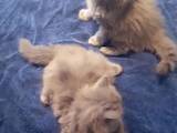 Кішки, кошенята Британська довгошерста, ціна 1500 Грн., Фото