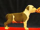 Собаки, щенки Американский стаффордширский терьер, цена 5000 Грн., Фото