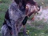 Собаки, щенята Німецька жорсткошерста лягава, ціна 7500 Грн., Фото