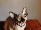 Кошки, котята Канадский сфинкс, цена 3000 Грн., Фото