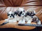 Собаки, щенки Ши-тцу, цена 20000 Грн., Фото