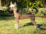 Собаки, щенки Китайская хохлатая собака, цена 9000 Грн., Фото