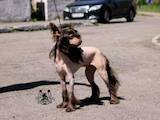 Собаки, щенки Китайская хохлатая собака, цена 9000 Грн., Фото