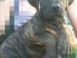 Собаки, щенята Південноафриканський Бурбуль, ціна 9000 Грн., Фото