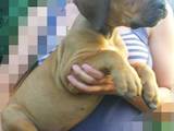 Собаки, щенята Південноафриканський Бурбуль, ціна 9000 Грн., Фото
