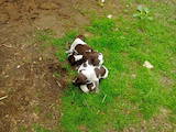 Собаки, щенки Разное, цена 10500 Грн., Фото