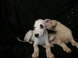 Собаки, щенки Аргентинский дог, цена 13000 Грн., Фото