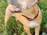 Собаки, щенки Американский стаффордширский терьер, цена 3000 Грн., Фото