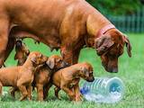 Собаки, щенки Родезийский риджбек, цена 7800 Грн., Фото