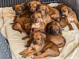 Собаки, щенки Родезийский риджбек, цена 7800 Грн., Фото