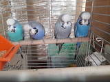 Папуги й птахи Папуги, ціна 800 Грн., Фото