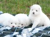 Собаки, щенки Самоед, цена 7000 Грн., Фото