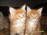 Кошки, котята Мэйн-кун, цена 7500 Грн., Фото