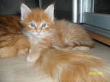 Кошки, котята Мэйн-кун, цена 7500 Грн., Фото