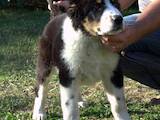 Собаки, щенки Среднеазиатская овчарка, цена 12000 Грн., Фото