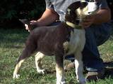 Собаки, щенята Середньоазіатська вівчарка, ціна 12000 Грн., Фото