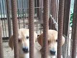 Собаки, щенята Невідома порода, ціна 800 Грн., Фото