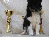 Собаки, щенята Шелті, ціна 7000 Грн., Фото