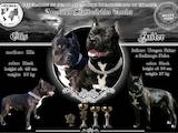 Собаки, щенята Американський стаффордширський тер'єр, ціна 5000 Грн., Фото