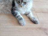 Кішки, кошенята Мейн-кун, ціна 1000 Грн., Фото