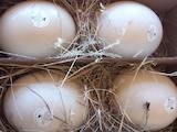 Продовольствие Яйца, цена 150 Грн., Фото