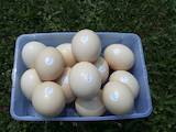 Продовольство Яйця, ціна 150 Грн., Фото