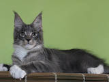 Кішки, кошенята Мейн-кун, ціна 13000 Грн., Фото