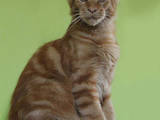 Кошки, котята Мэйн-кун, цена 13000 Грн., Фото