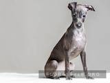 Собаки, щенята Левретка, ціна 45000 Грн., Фото