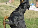 Собаки, щенята Доберман, ціна 500 Грн., Фото