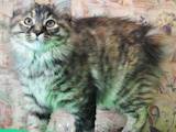 Кішки, кошенята Курильський бобтейл, ціна 6000 Грн., Фото