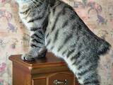 Кошки, котята Курильский бобтейл, цена 6000 Грн., Фото