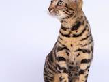 Кішки, кошенята Бенгальськая, ціна 5000 Грн., Фото