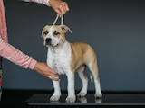 Собаки, щенки Американский стаффордширский терьер, цена 10000 Грн., Фото