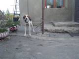 Собаки, щенки Русская борзая, цена 5000 Грн., Фото