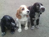 Собаки, щенки Русский спаниель, цена 650 Грн., Фото