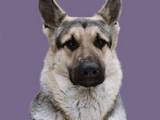 Собаки, щенята Східно-Європейська вівчарка, ціна 9000 Грн., Фото