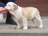 Собаки, щенята Англійський бульдог, ціна 15000 Грн., Фото