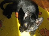 Кішки, кошенята Бомбейська, ціна 300 Грн., Фото