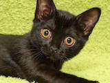 Кошки, котята Бомбейская, цена 300 Грн., Фото