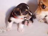 Собаки, щенки Вельш корги пемброк, цена 20800 Грн., Фото