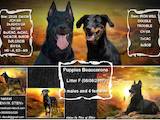 Собаки, щенята Босерон, ціна 18000 Грн., Фото