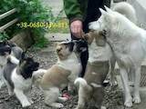Собаки, щенки Американский акита, цена 27000 Грн., Фото